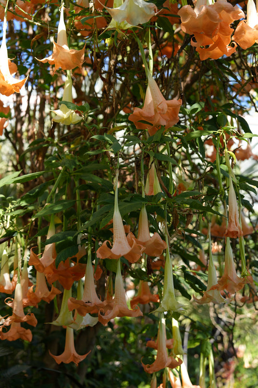 Brugmansia Versicolor, Madeira Print