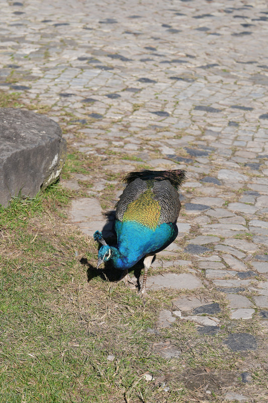 Peacock, Madeira Print